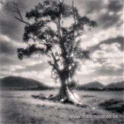 The Cazeneaux Tree, Flinders Ranges SA
